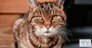 Chronic kidney disease in cats is very common. Our vets explain what you need to know