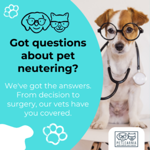Got questions about dog neutering?