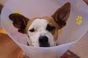 A dog who has recently been neutered, wearing an e-collar. This course is all about neutering your dog