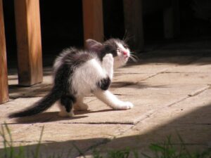 Kitten scratching - what's the best flea treatment for cats UK