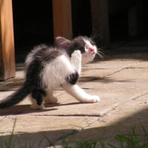 Kitten scratching - what's the best flea treatment for cats UK