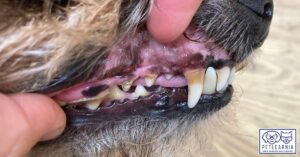 Dental problems in dogs are common, but this course can help