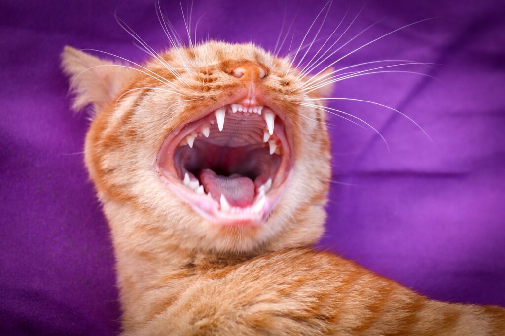 Our Dental Disease in Cats course is a comprehensive, vet-written resource for owners of cats with dental problems