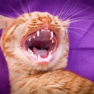 Dental disease in cats is common and painful