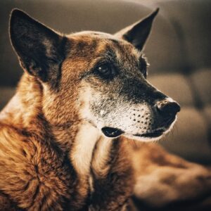Old dog with canine Cushing's disease