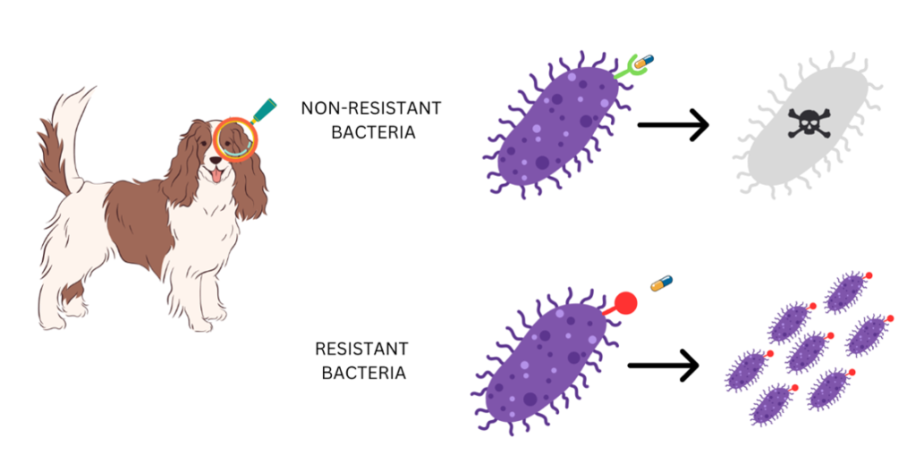 Antibiotic resistance is common in pets. This graphic from Petlearnia helps to show how non-resistant bacteria are killed by the antibiotic while those that are resistant can continue to spread.