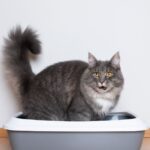 Cat using the litter tray - our Feline lower urinary tract disease in cats course helps pet parents fix urinary problems in cats