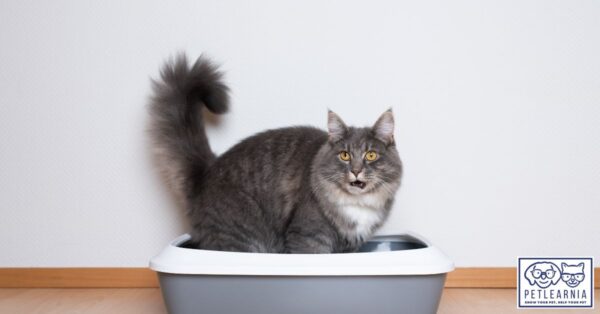 Cat using the litter tray - our Feline lower urinary tract disease in cats course helps pet parents fix urinary problems in cats