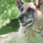 Kidney Failure in Dogs - A Petlearnia resource
