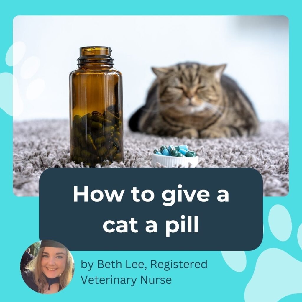 How to give a cat a pill