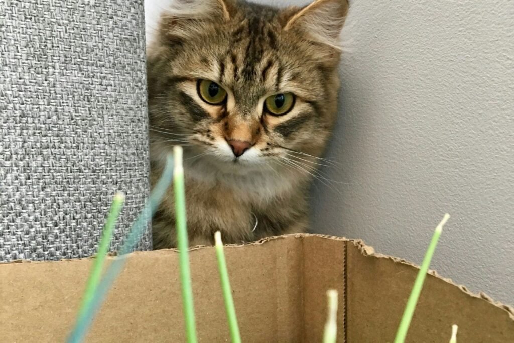 A tabby cat looks at a cardboard box filled with interesting things as part of a cat food puzzle.