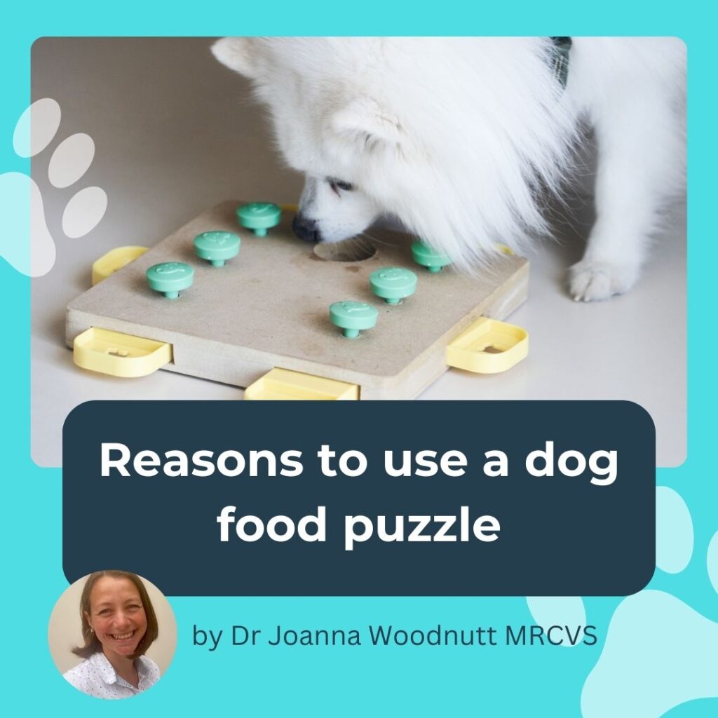 Reasons to use a dog food puzzle