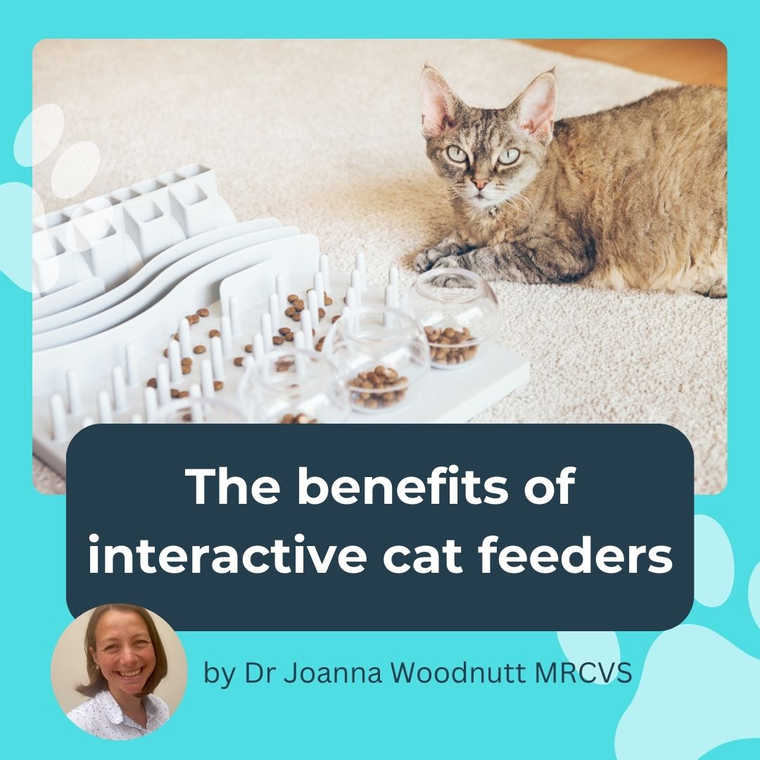 A vet reveals the benefits of interactive cat feeders A Petlearnia Blog