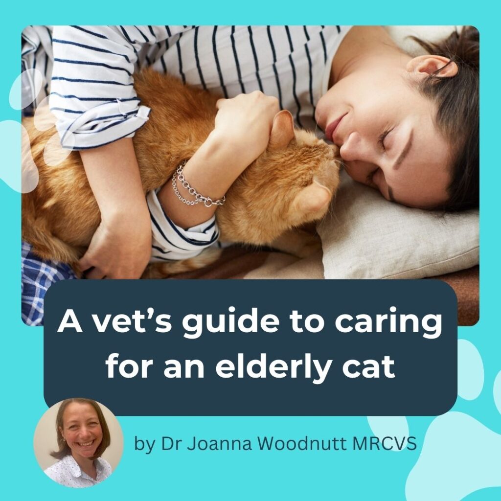 A vet's guide to caring for an elderly cat