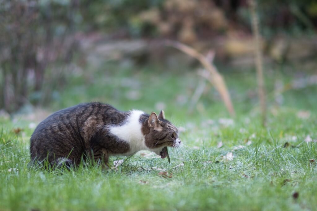 Photo shows a tabby cat regurgitating food - interactive cat feeding toys can reduce a 'scarf and barf' eating style