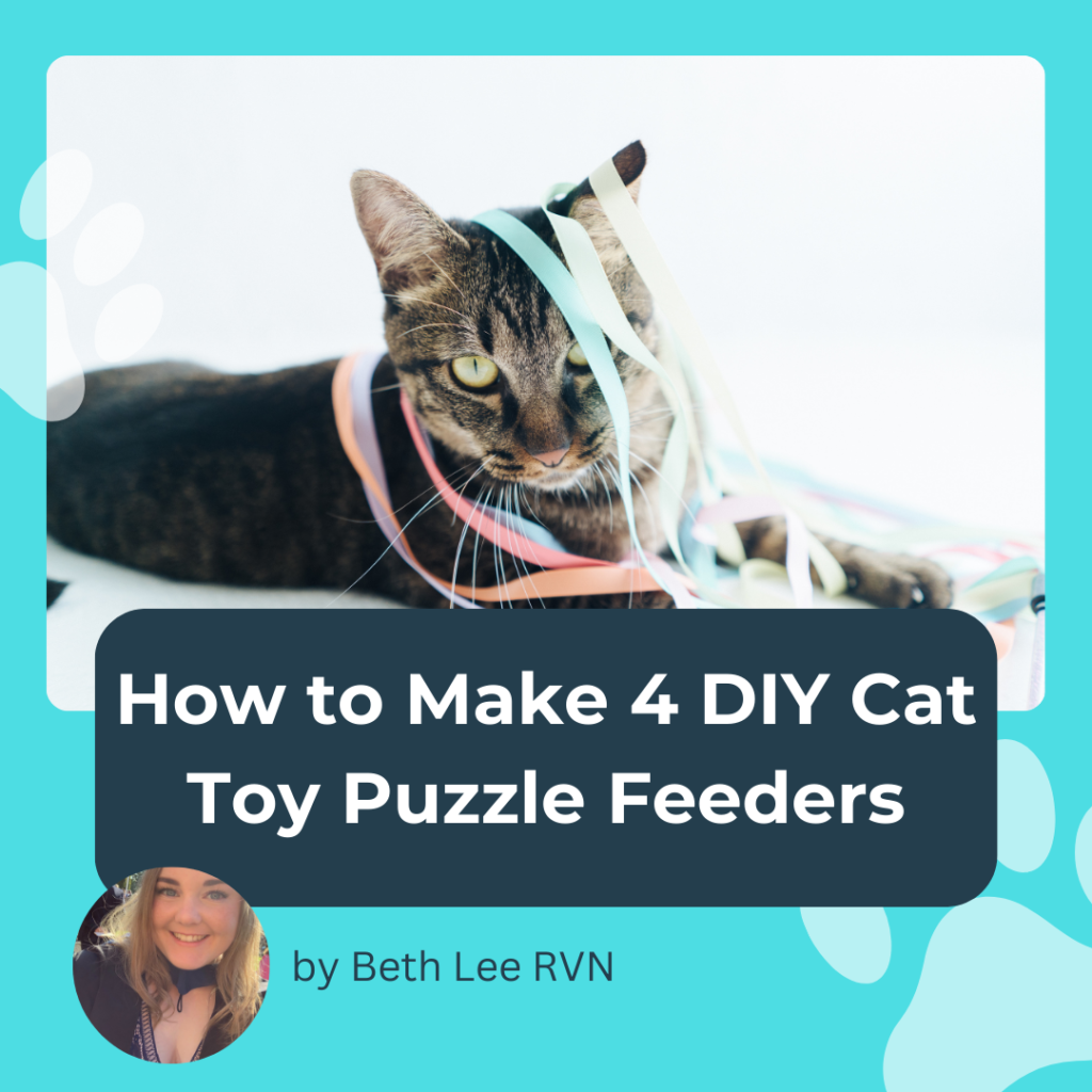 DIY cat toy puzzle feeders