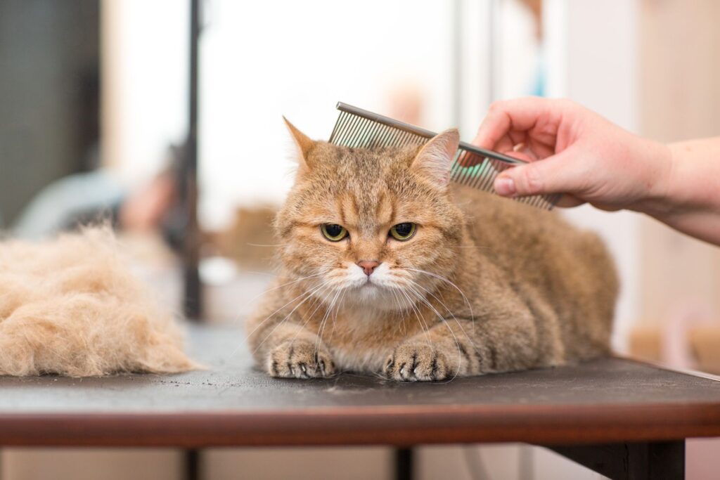 Grooming an elderly cat