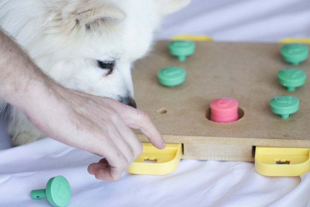 A man shows a white fluffy dog how to use their puzzle feeder, pointing out the drawers.