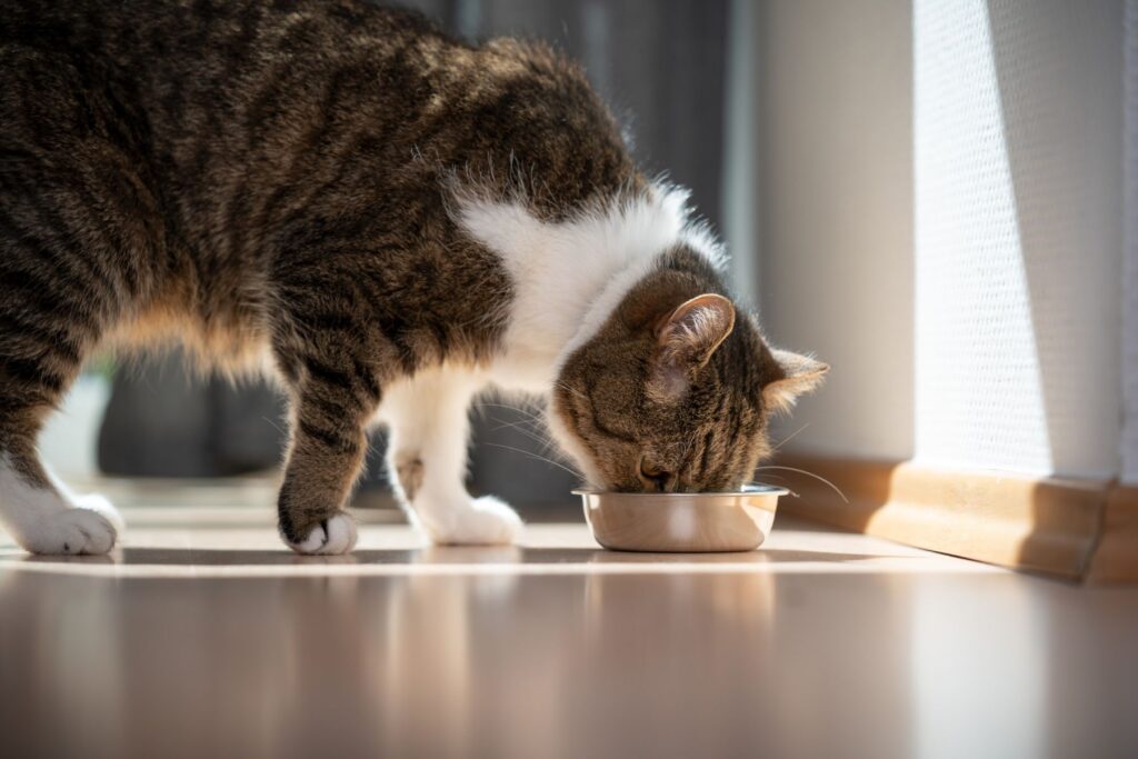 Appetite changes are an important think to look out for when caring for an elderly cat