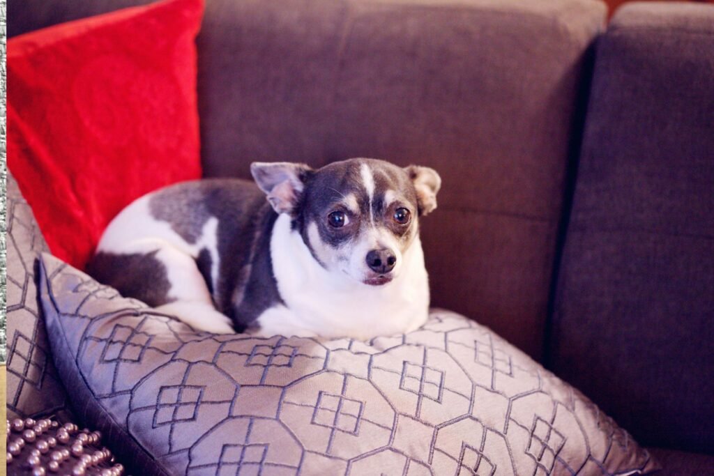 An overweight small mixed breed dog sits on a cushion. Dog food puzzles may help to prevent obesity.