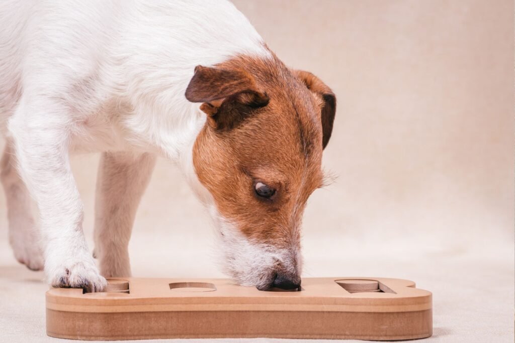 A terrier uses a puzzle feeder