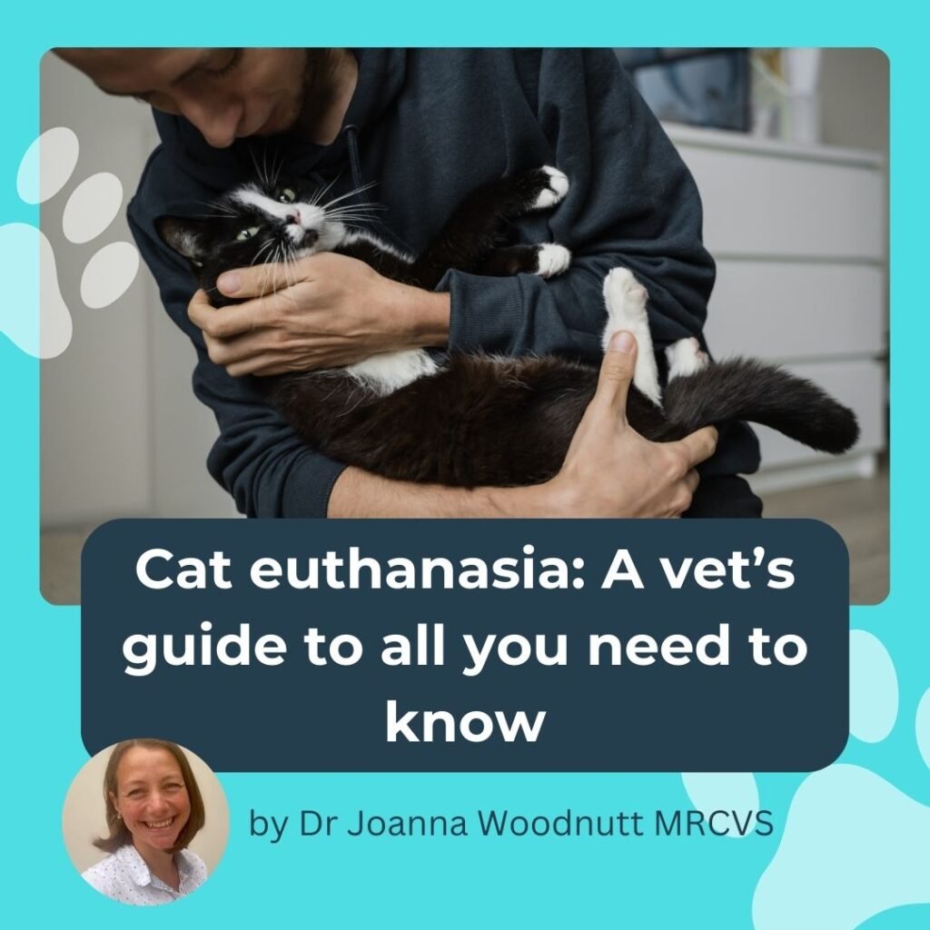 Cat euthanasia - A vet's guide to all you need to know