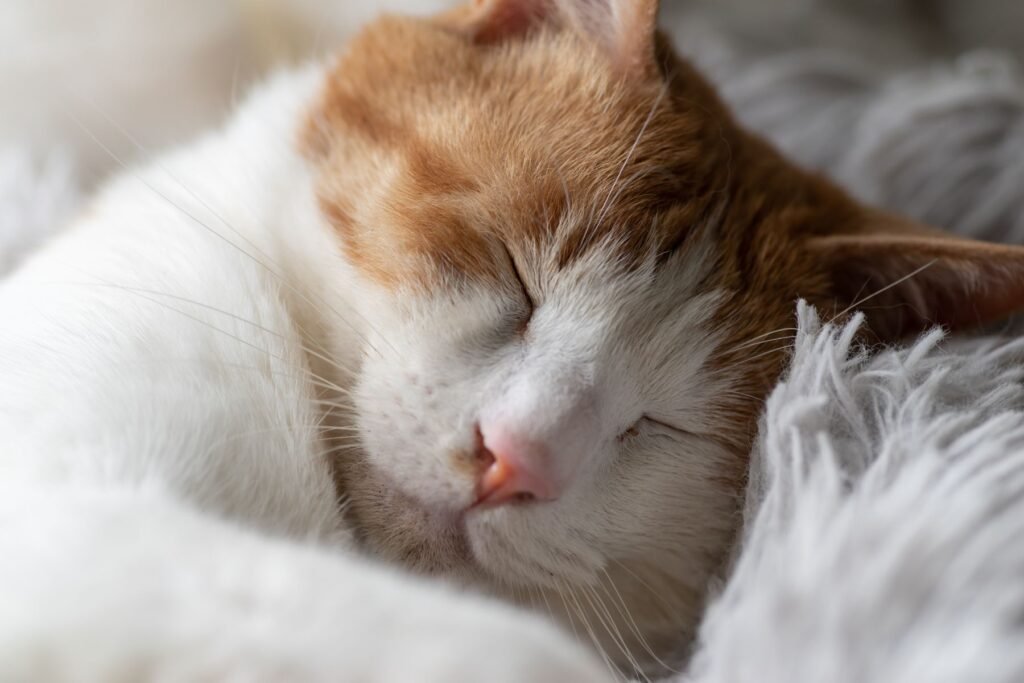 Cat euthanasia is often very calm, and cats fall into a peaceful sleep with the sedation