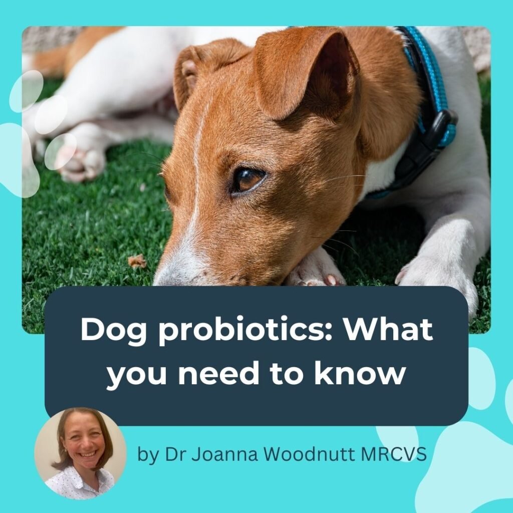 Jack russell terrier with head on paw, and words saying "Dog probiotics what you need to know"