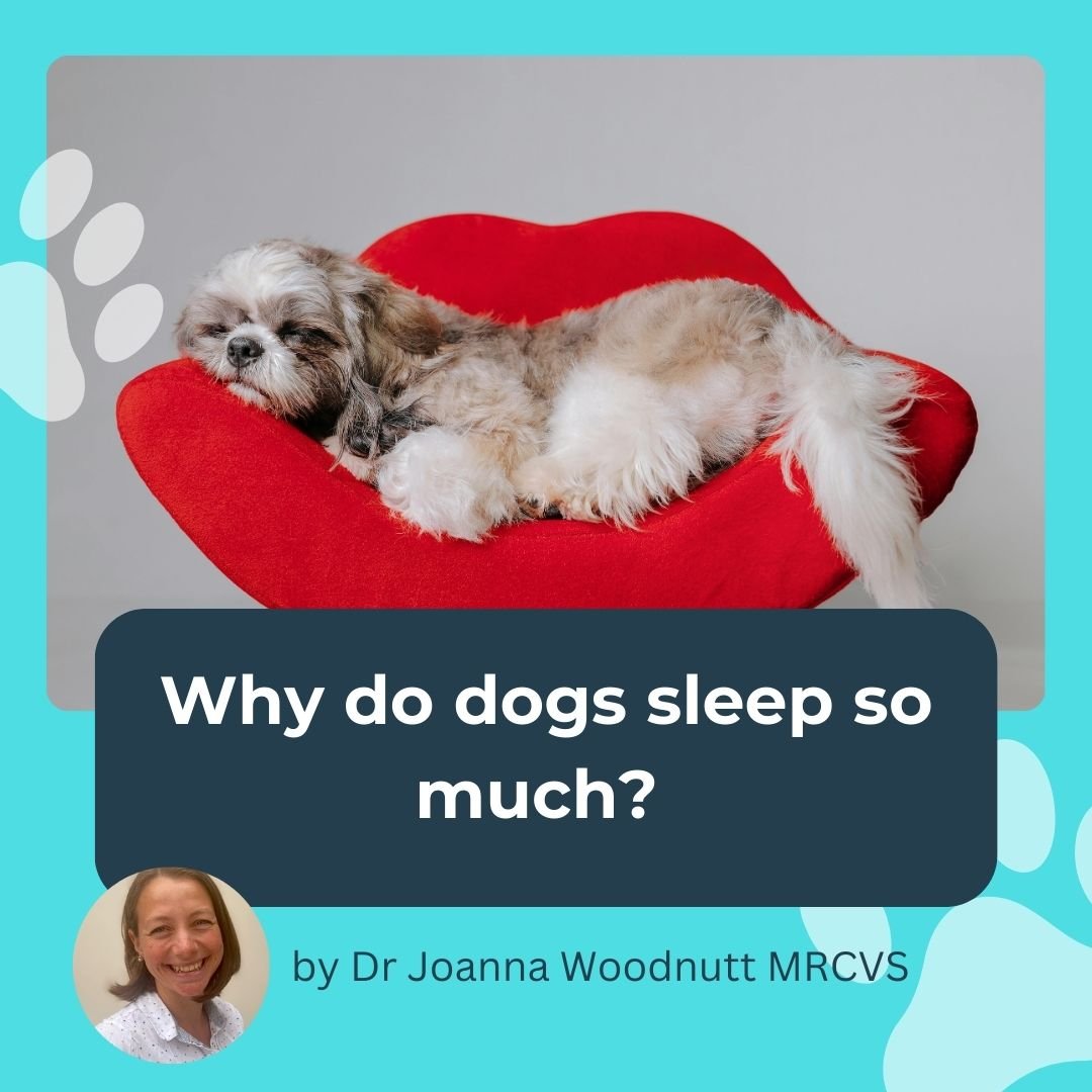 Why Do Dogs Sleep So Much? Vet-Approved Guide for Owners - Petlearnia